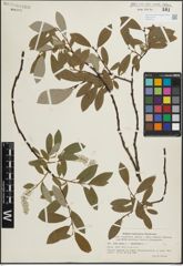 Foto von Salix glauca L. x Salix phylicifolia L.